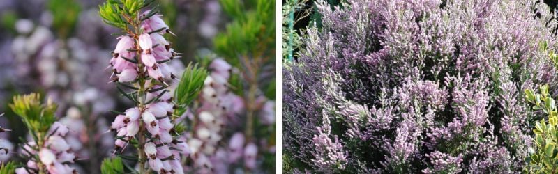 erica mediterrannea