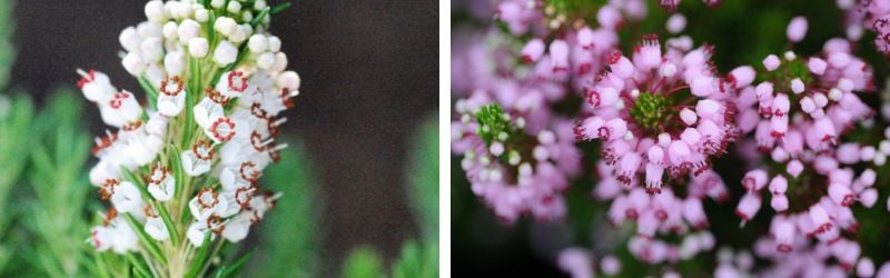 erica vagans