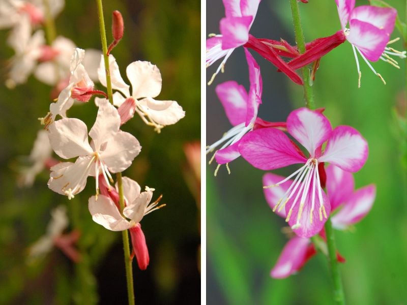 gaura