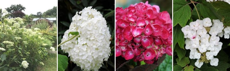 hortensia annabelle merveille sanguine alice