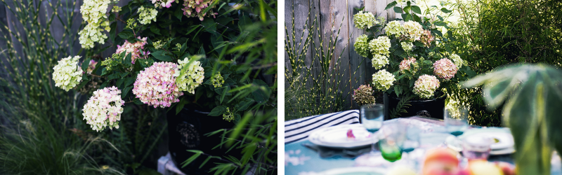 hortensia aralia nandina (1)