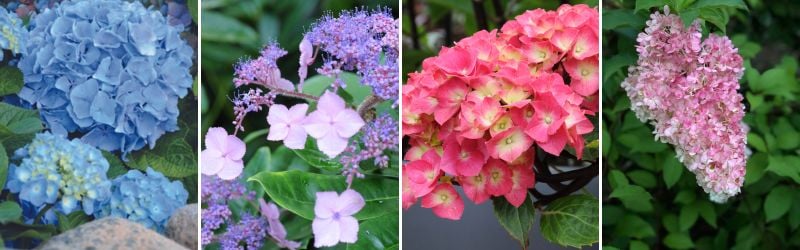 hortensia couleurs