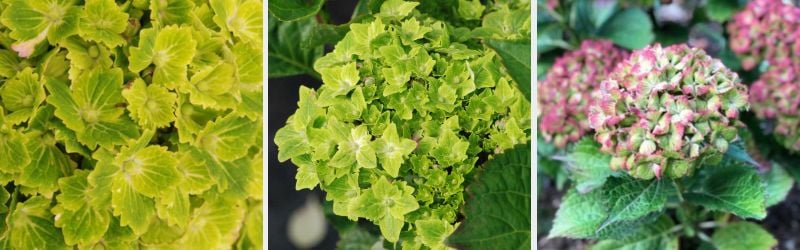 hortensia vibrant verde