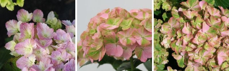 hortensia-1