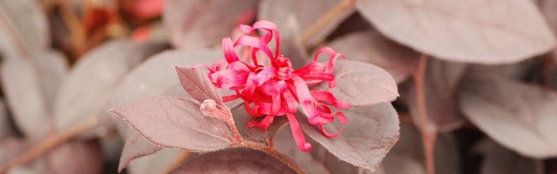 loropetalum