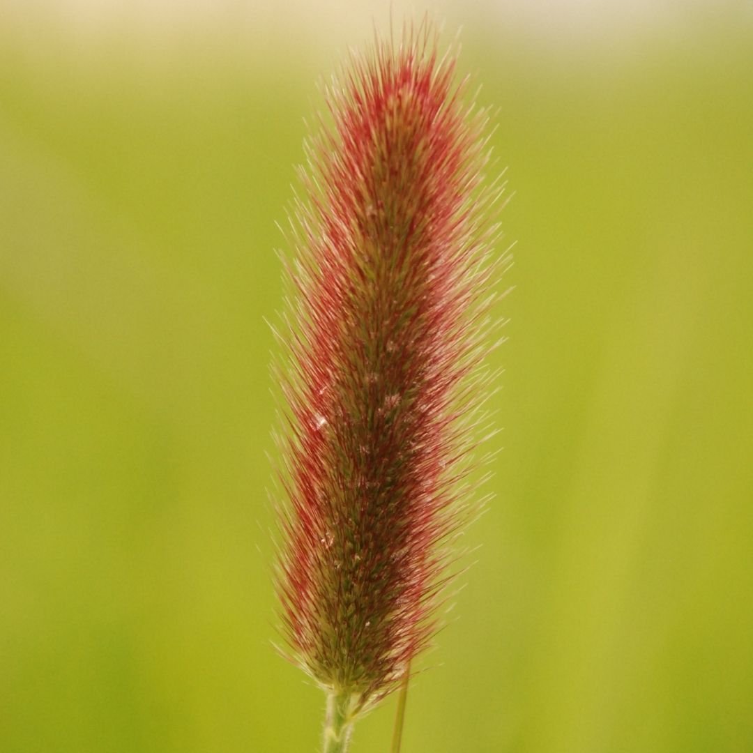 pennisetum-red-head-2