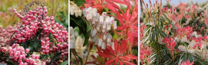 pieris arbuste