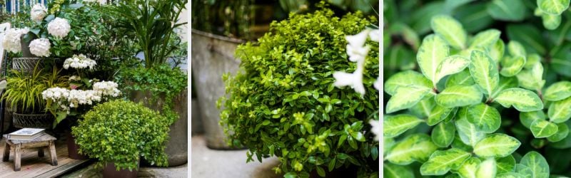 pittosporum golden ball