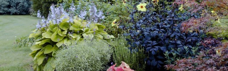 que faire au jardin en juillet