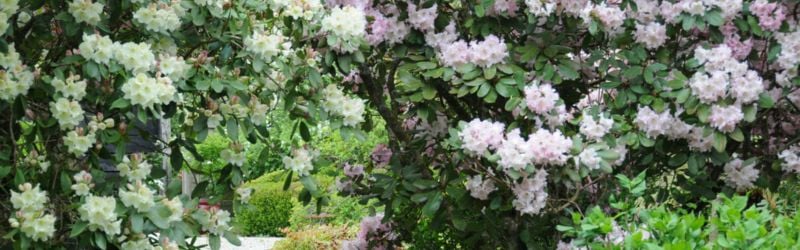 rhodo en jardin