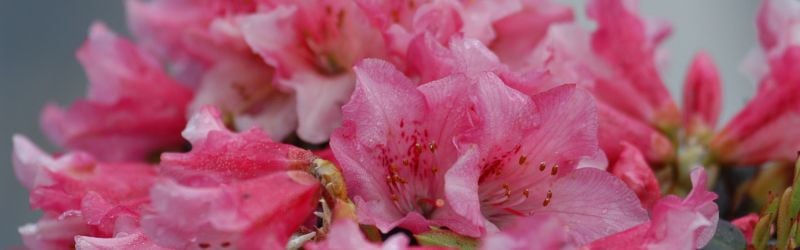 rhodo weebee