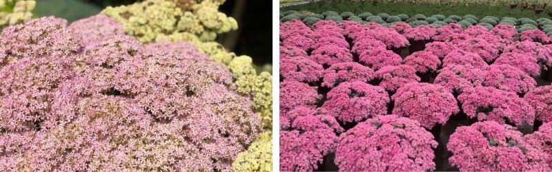 sedum orpin