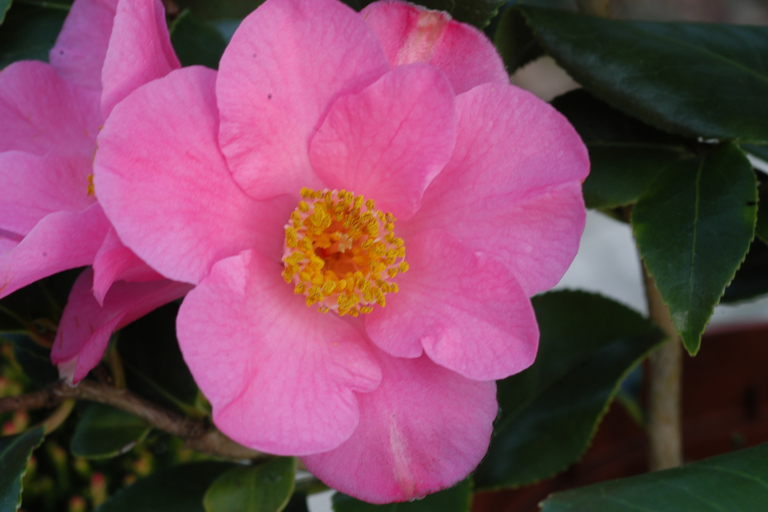 camelia fleur janvier