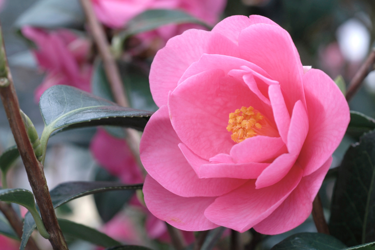 camelia fleur janvier