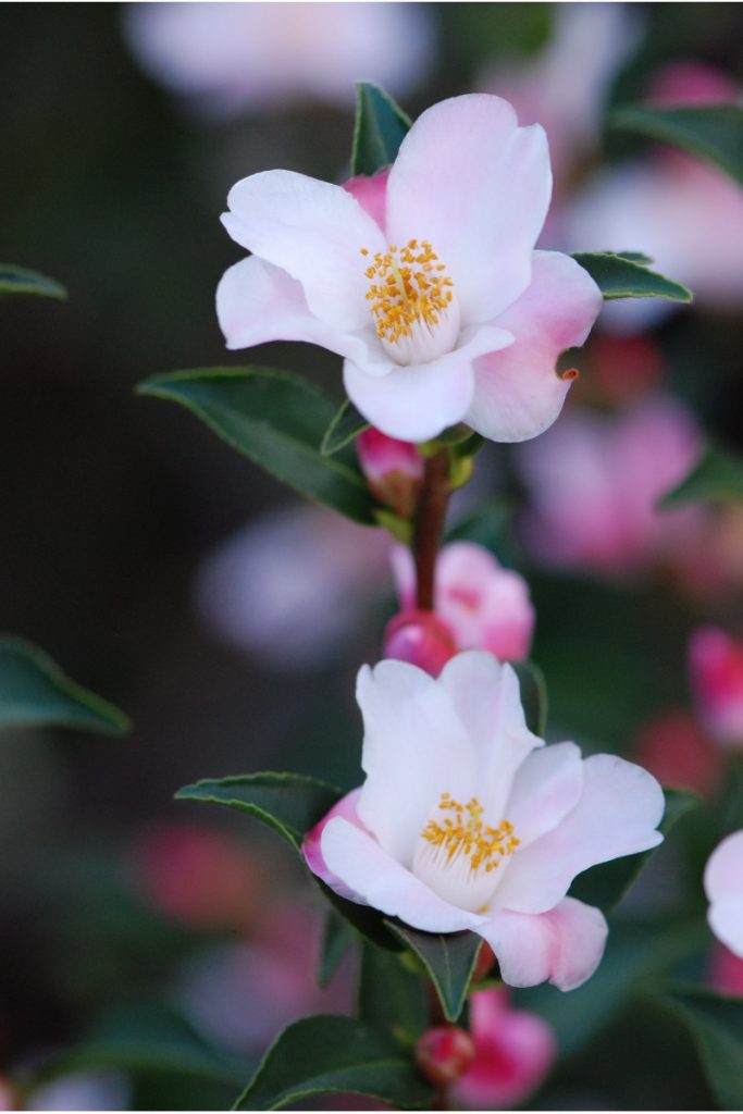 Camélia 'Festival of Lights'