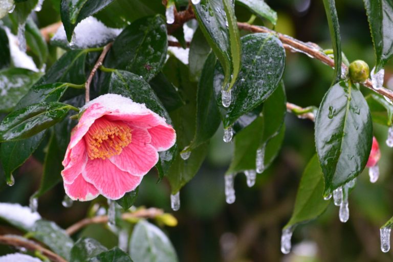camelia fleurs janvier