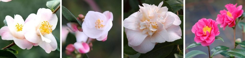 camelia fleurs janvier