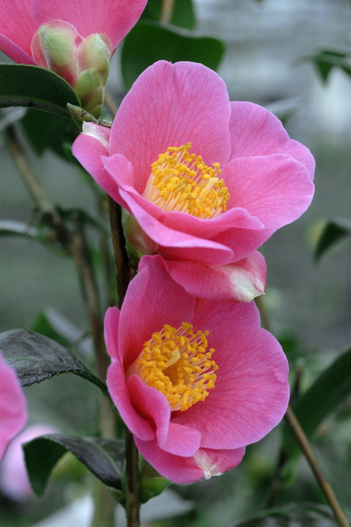 Camélia 'Red Candles'