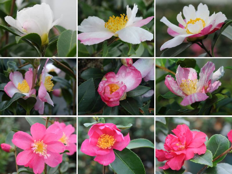 camelia a floraison d'automne