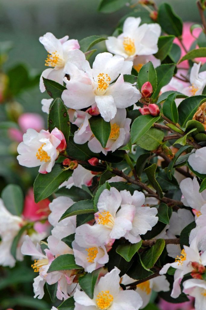 Camélia 'Transnokoensis'