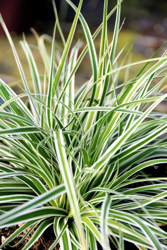 Laîche d'Oshima 'Everest'