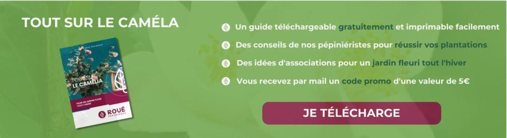 comment planter camelia