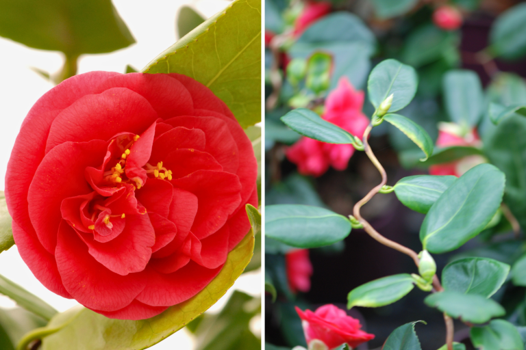 camelia fleurs janvier