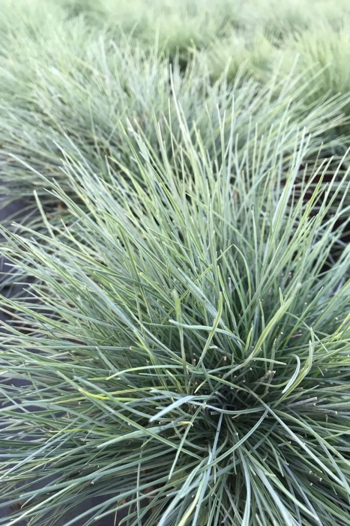 Fétuque bleue 'Easy Blue'