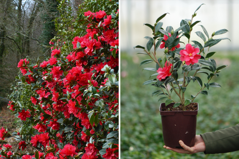 camelia fleur janvier