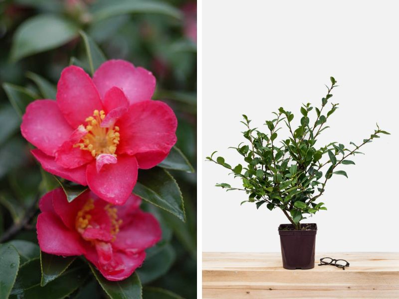 Le Camélia ‘Kanjirô’