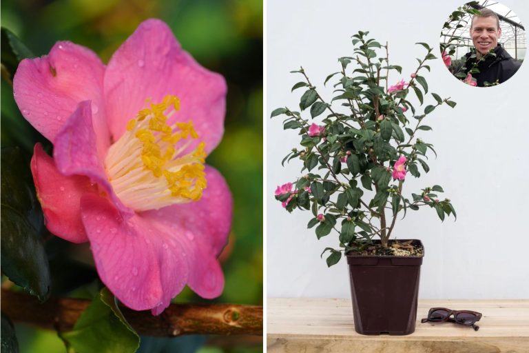 camelia fleur janvier