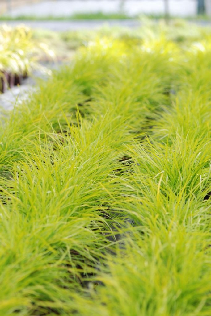 Lomandra 'Miner's Gold'