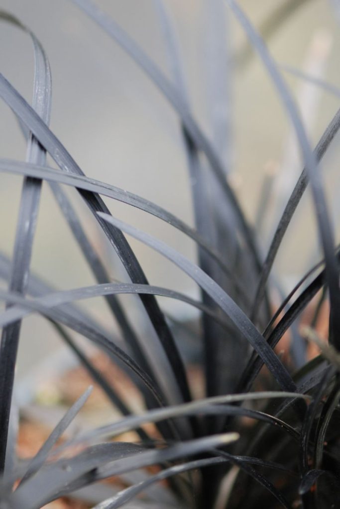 Ophiopogon ‘Black Dragon’