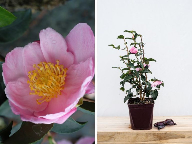 Le Camélia ‘Plantation Pink’