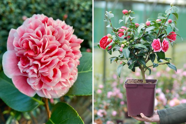 camelia fleur janvier