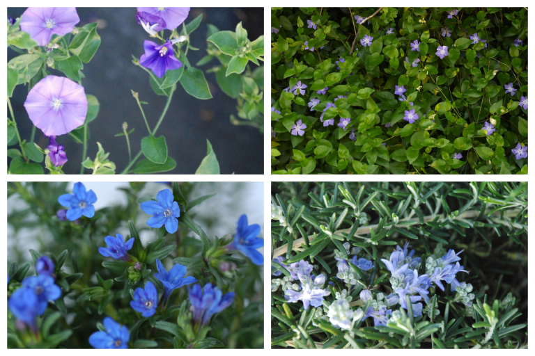 Couvre-sol fleurs bleues