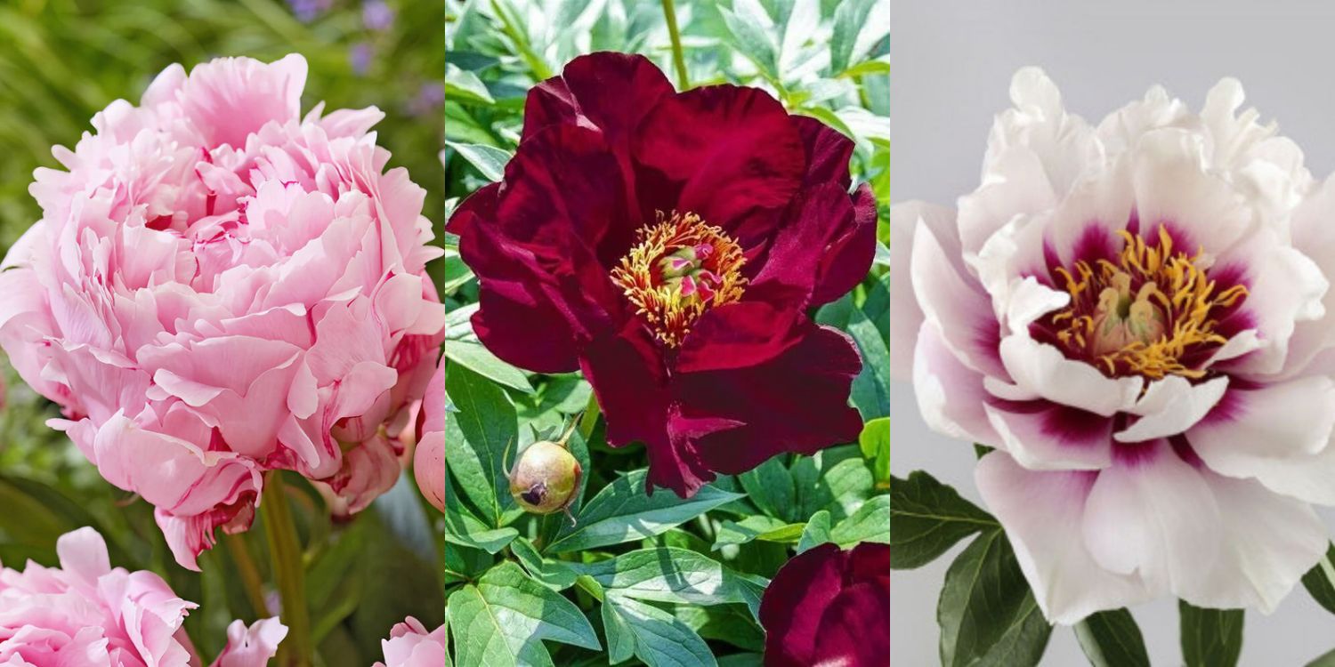 Pivoines herbacées, arbustives et Itoh