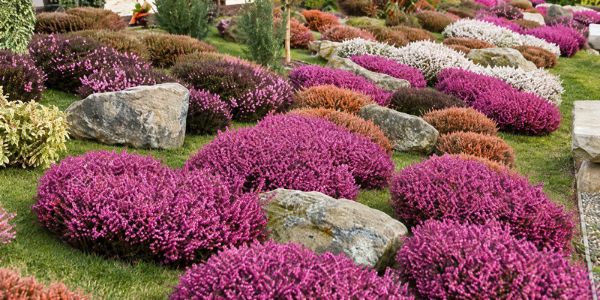 Où quand comment planter bruyères ?