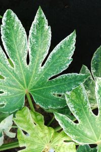 aralia du japon fatsia spider web - Roué Pépinières