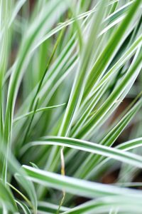 carex oshimensis everest - Roué Pépinières