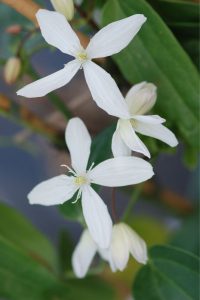 clematite armandii 1 - Roué Pépinières