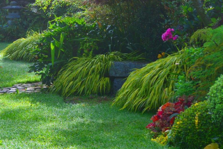 jardin sans entretien