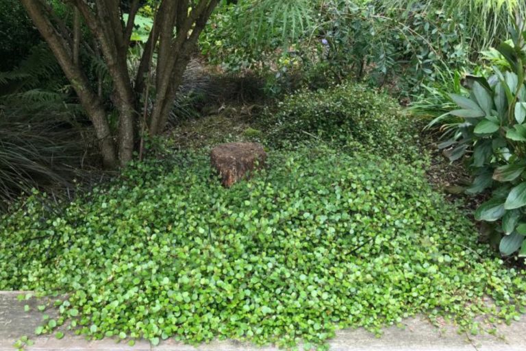 jardin sans entretien