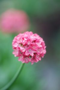 gazon d espagne rose dreamland - Roué Pépinières