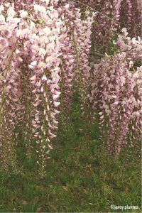 Glycine 'Pink Ice'