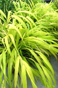 hakonechloa macra all gold 1 - Roué Pépinières