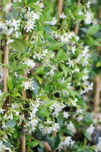 jasmin étoilé grimpant