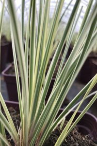 lomandra white sand - Roué Pépinières