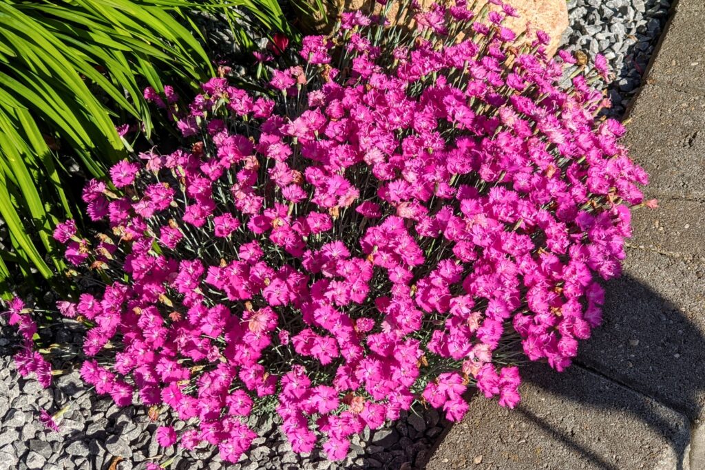 Créer un massif sans entretien : les plantes qui font tout le travail 24 - Roué Pépinières œillet vivace