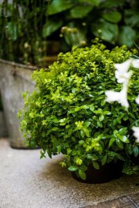 pittosporum golf ball - Roué Pépinières